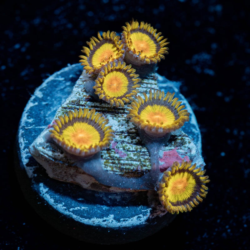 Tutti Fruity Zoanthid