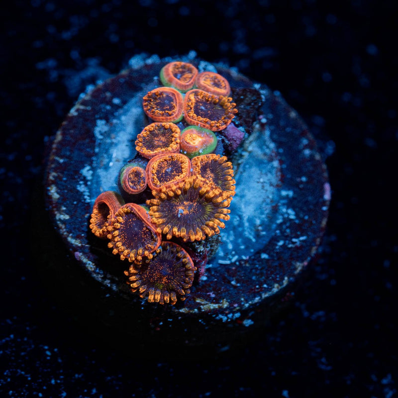 Boot Loops Zoanthid
