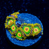 Rasta Zoanthid 