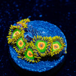 Rasta Zoanthid 