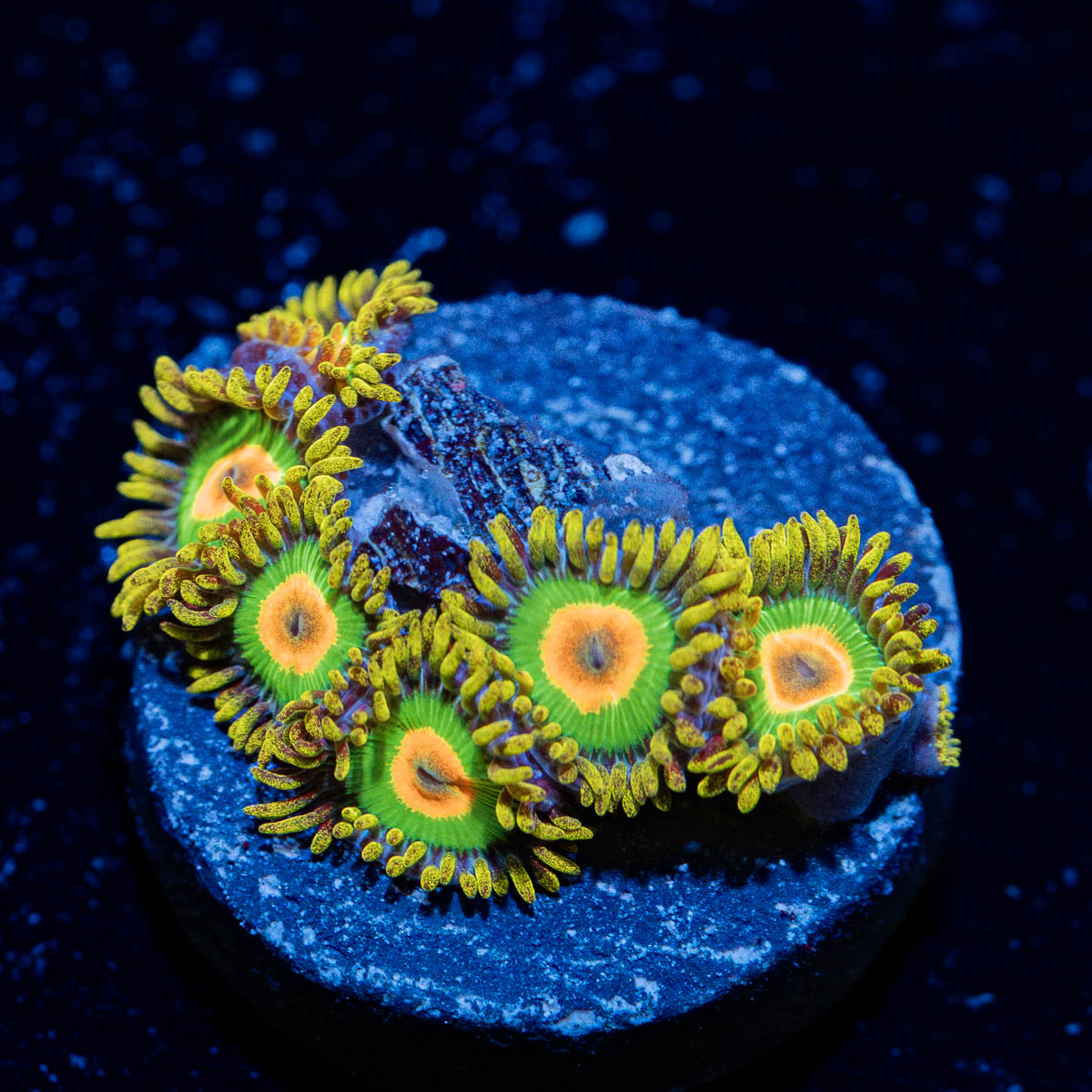 Rasta Zoanthid 