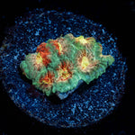 AsS Fungus Favia - riptide aquaculture llc