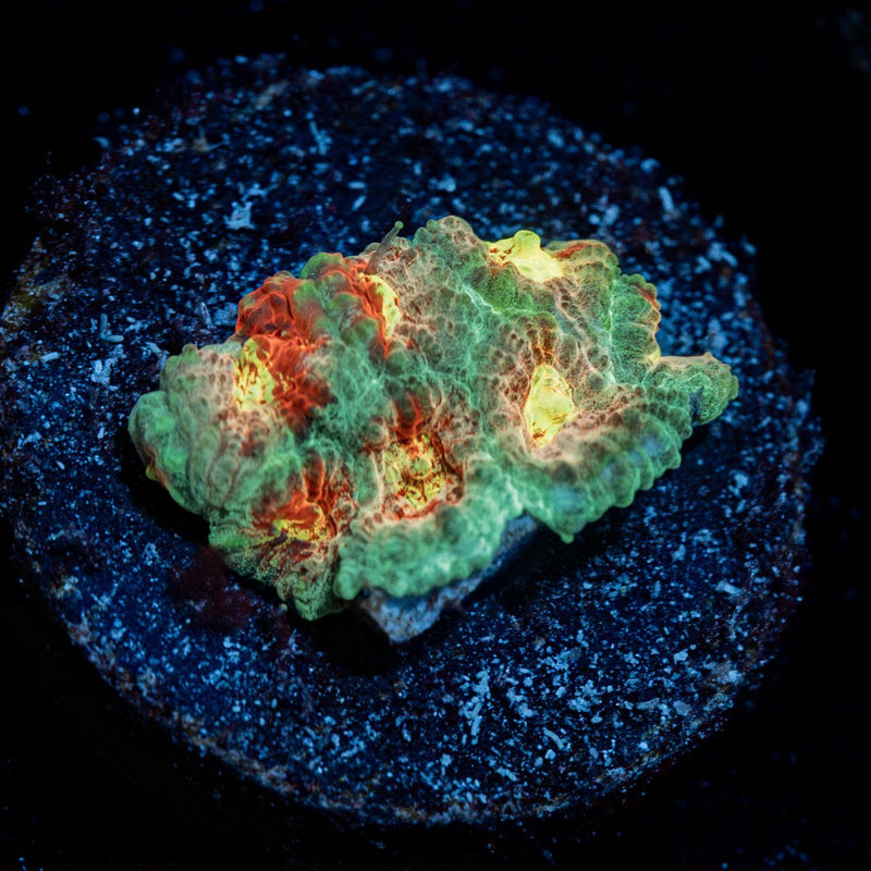 AsS Fungus Favia