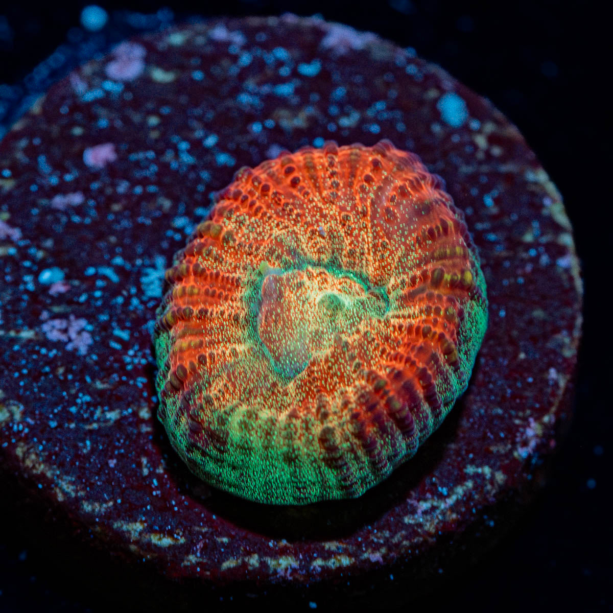 WWC Fantasmo Favia 