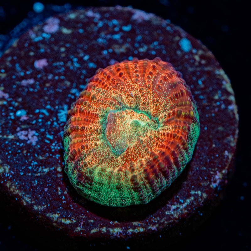 WWC Fantasmo Favia