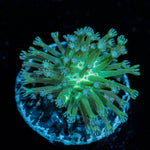 Neon Green Toadstool Leather 