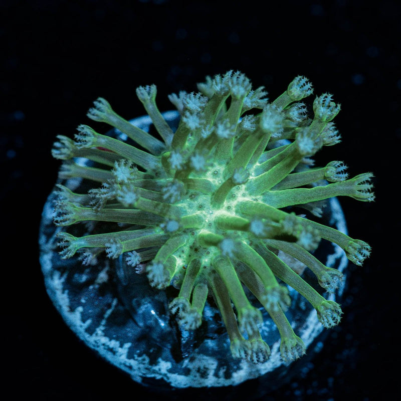 Neon Green Toadstool Leather
