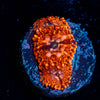 Utter Chaos Mushroom 