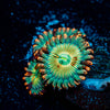 White Zombie Zoanthid 