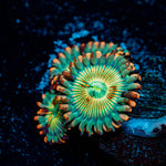 White Zombie Zoanthid 