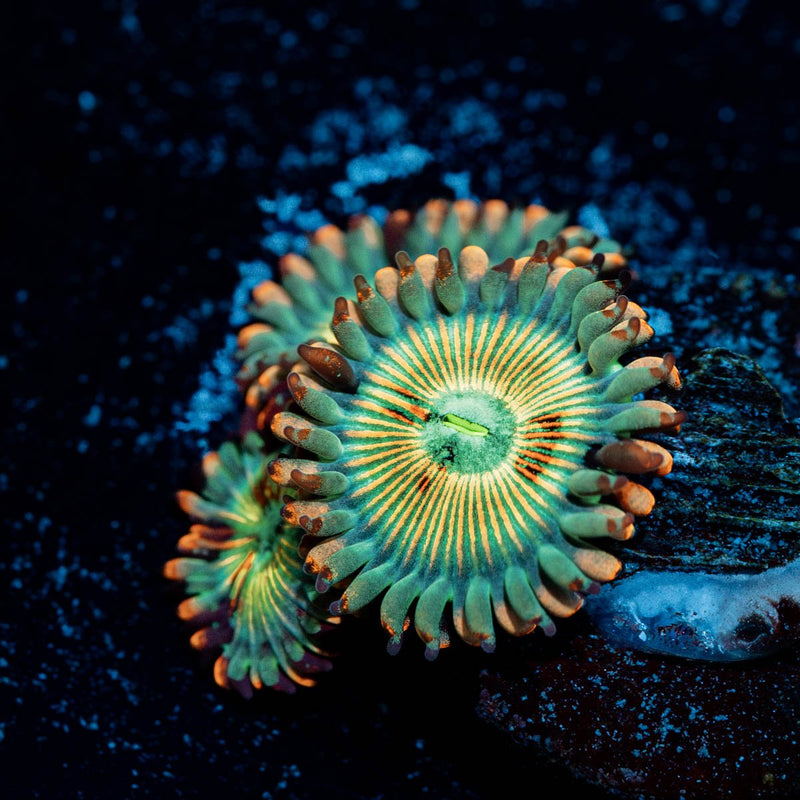 White Zombie Zoanthid