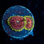 Vivid Lunas Zoanthid 