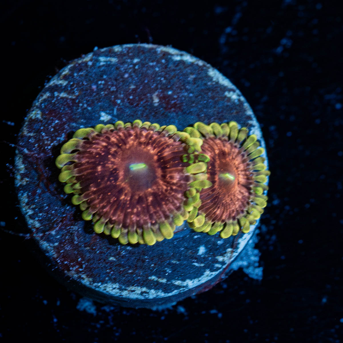 Vivid Lunas Zoanthid 