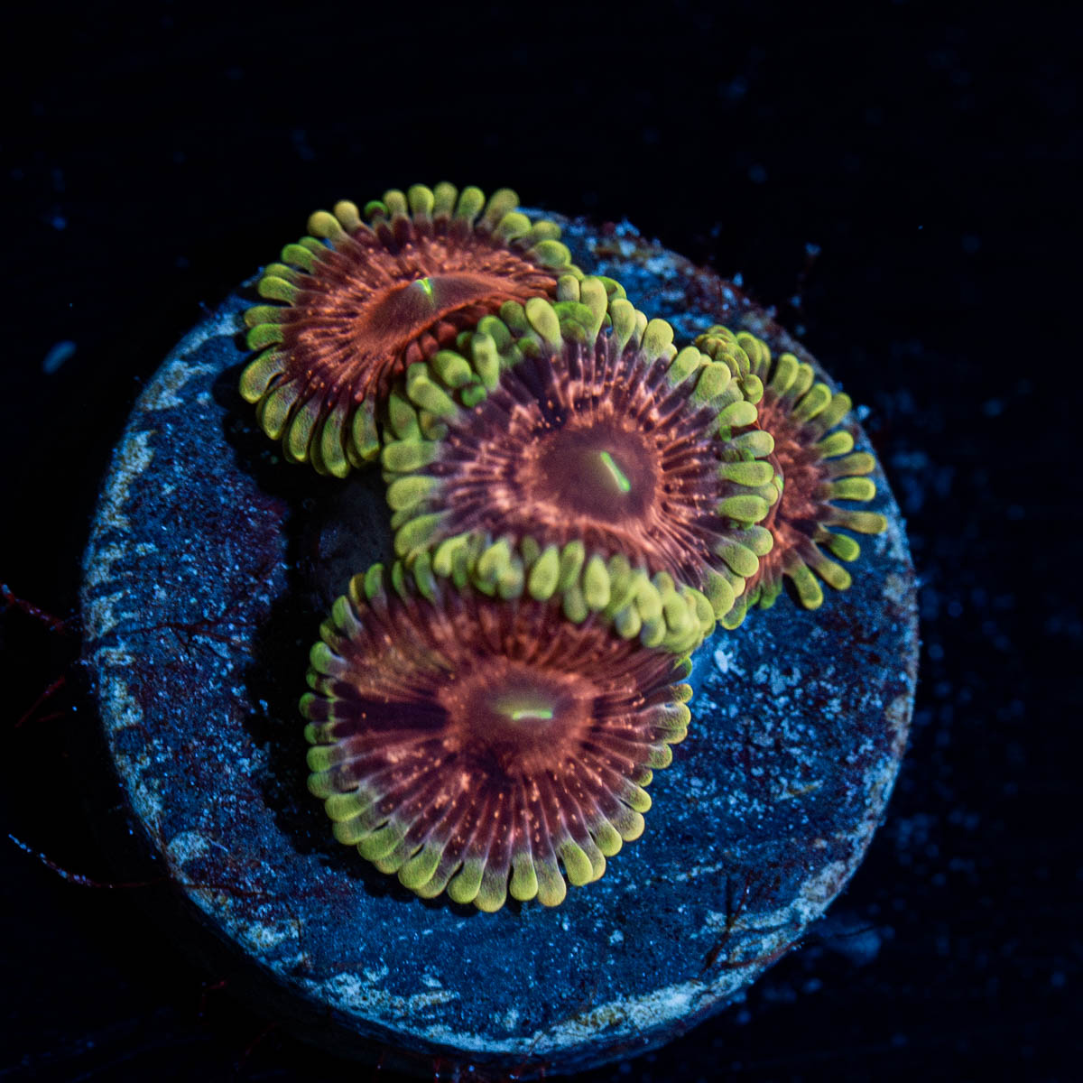 Vivid Lunas Zoanthid 