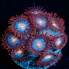 Stitches Zoanthid 