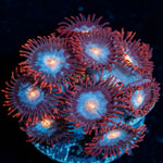Stitches Zoanthid 