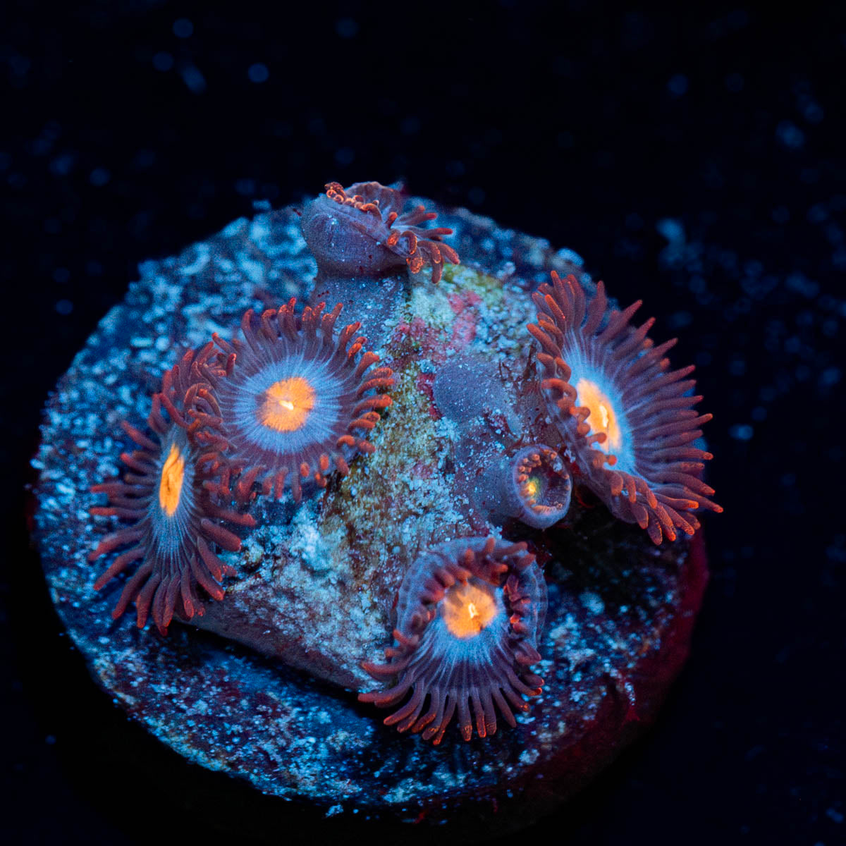 Stitches Zoanthid 