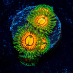 Rainbow Incinerators Zoanthid 