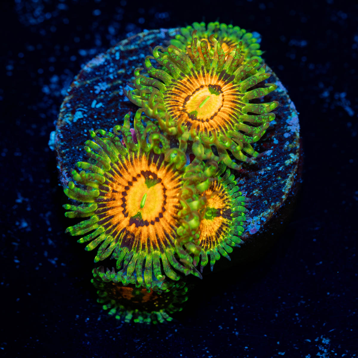 Rainbow Incinerators Zoanthid 