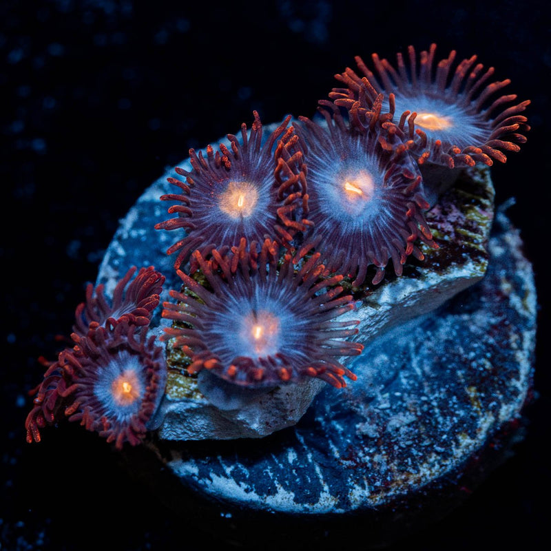 Stitches Zoanthid