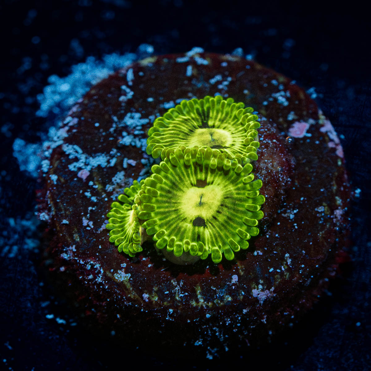 Emerald Muals Zoanthid 