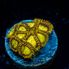 King Midas Zoanthid 