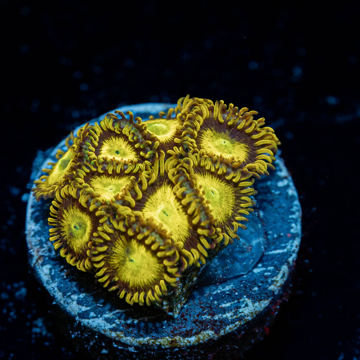 King Midas Zoanthid 