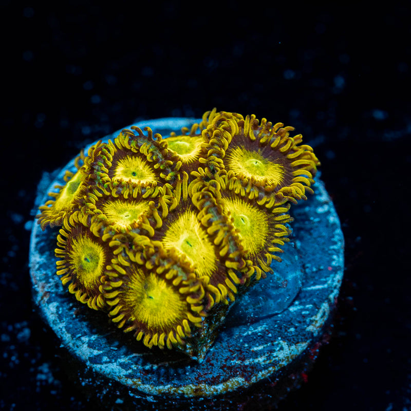 King Midas Zoanthid