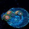 Fairy Tales Zoanthid 
