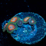 Fairy Tales Zoanthid 