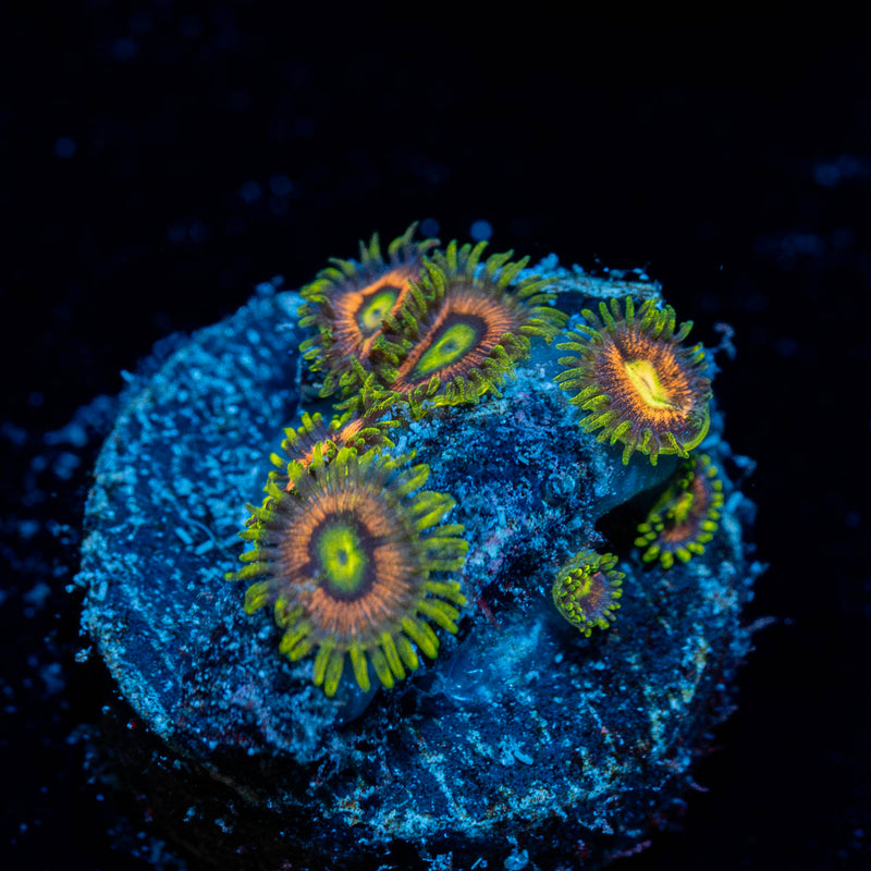 Kamikaze Zoanthid