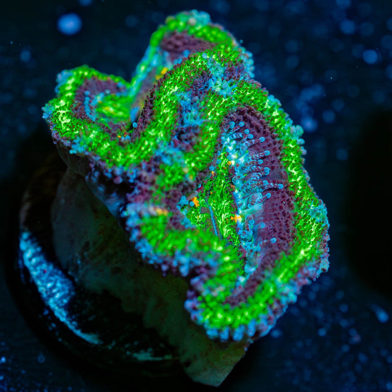 Acan/ Micromussa