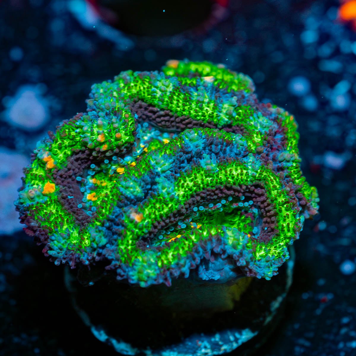 Acan/ Micromussa - riptide aquaculture llc