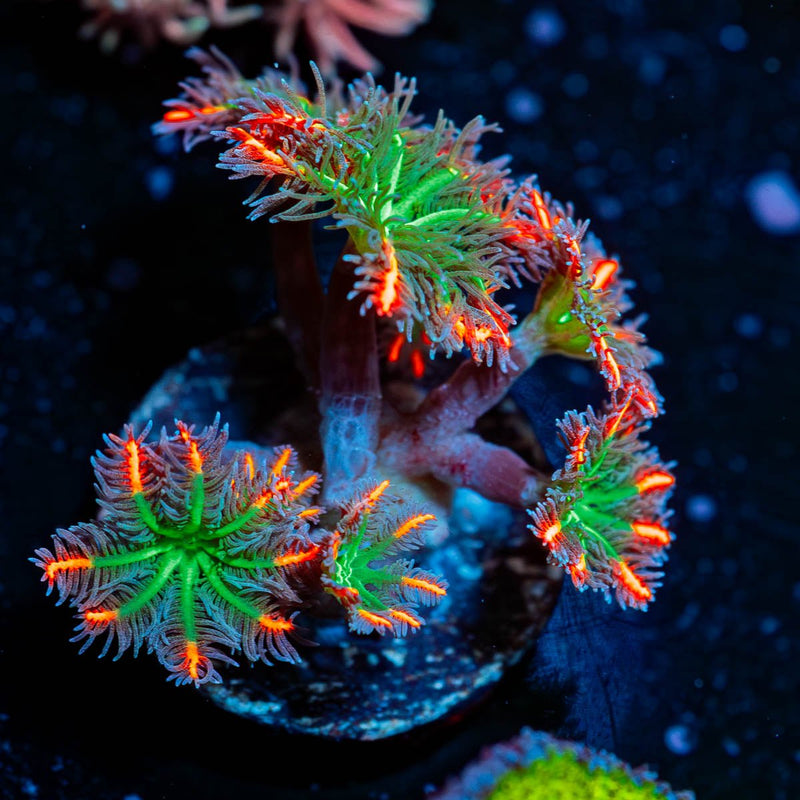 ARC Firework Clove Polyps