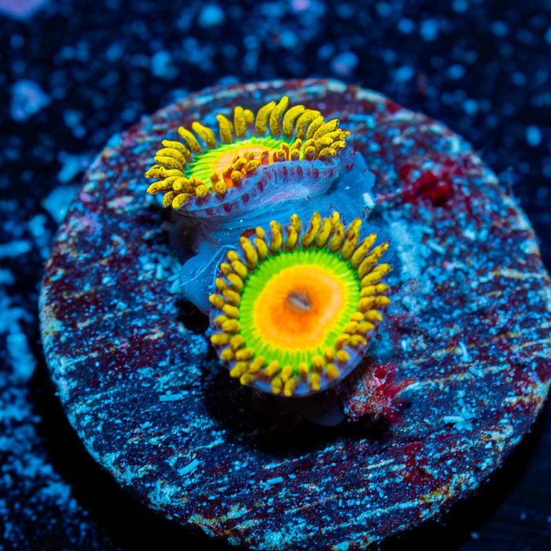 Rasta Zoanthid