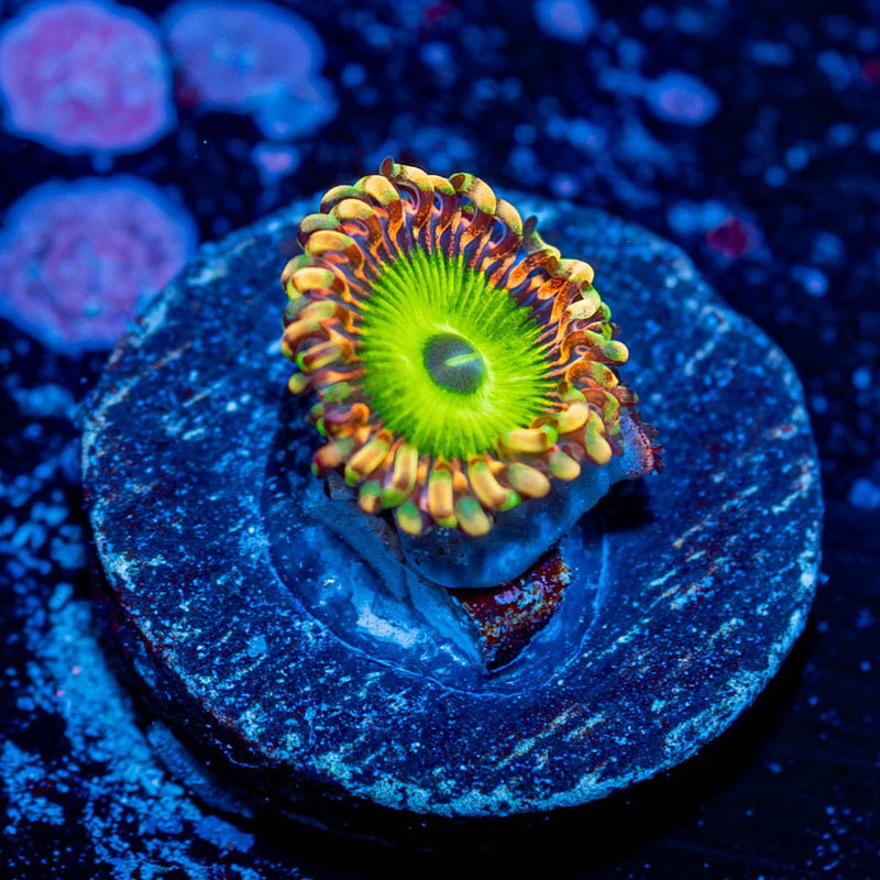 Rainbow Trolls Zoanthid