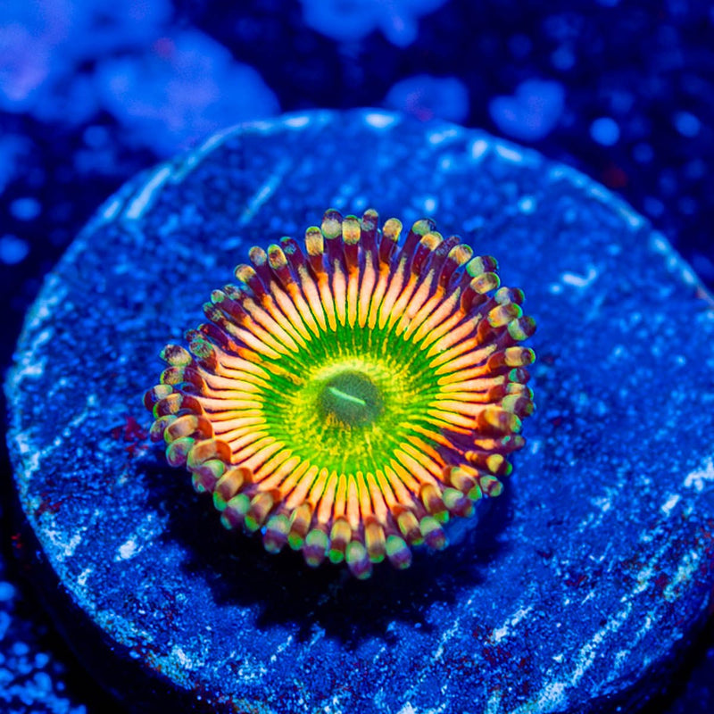 Peach Tea Zoanthid