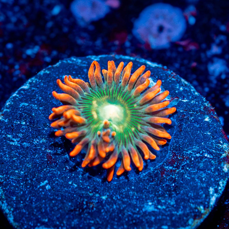 Blueberry Yum Yum Zoanthid