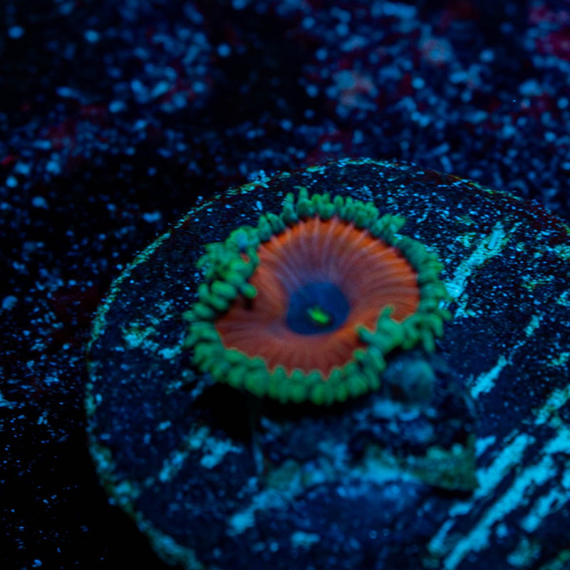 Purple Death Zoanthid