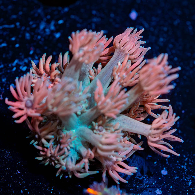 Forbidden Fruit Goniopora