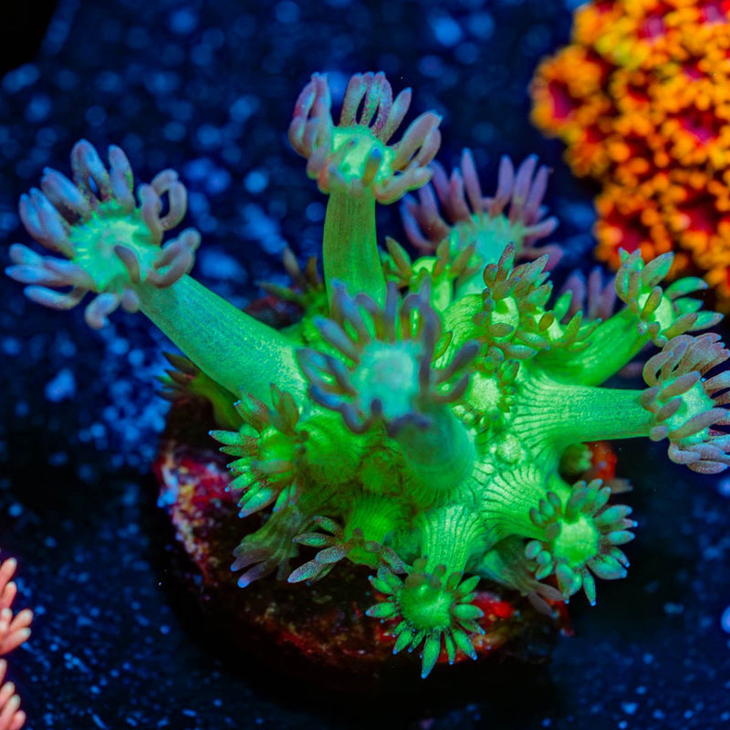 Bubble Toes Goniopora