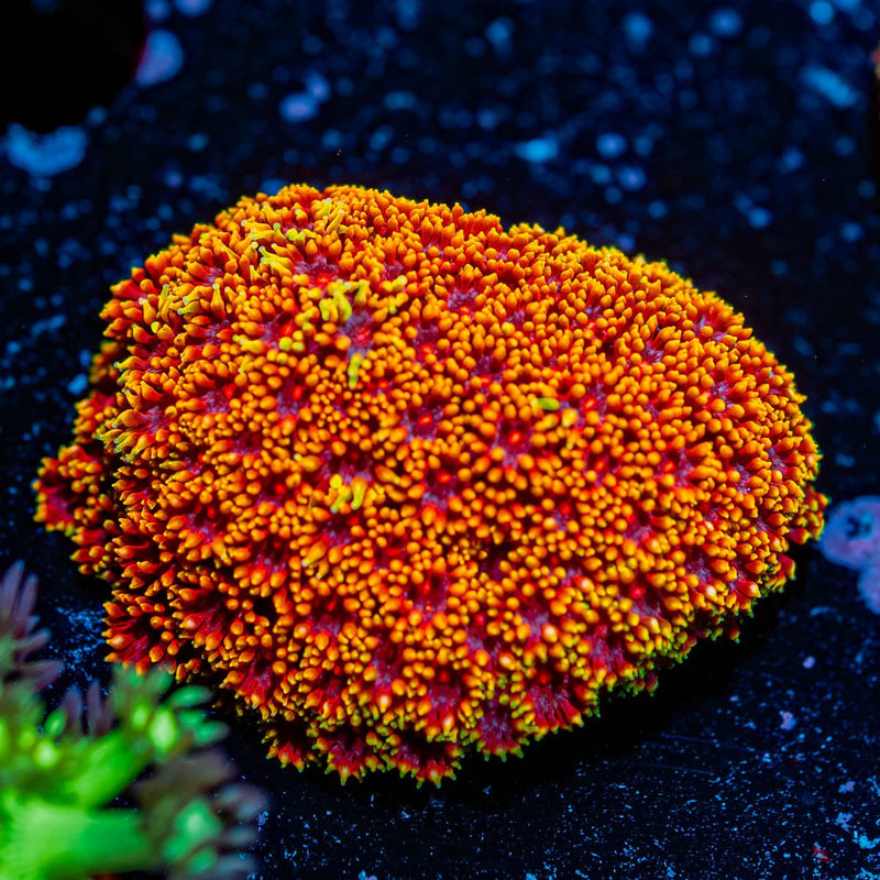 Rainbow bernardapora