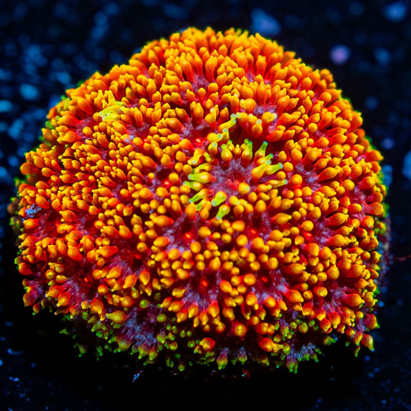 Rainbow bernardapora