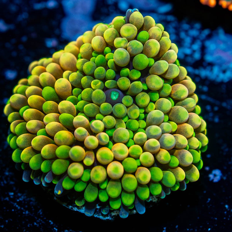 Yellow Green Ricordea Mushroom