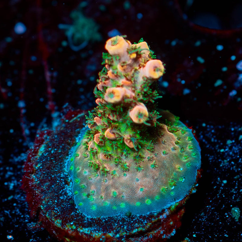 Night Fury Acropora