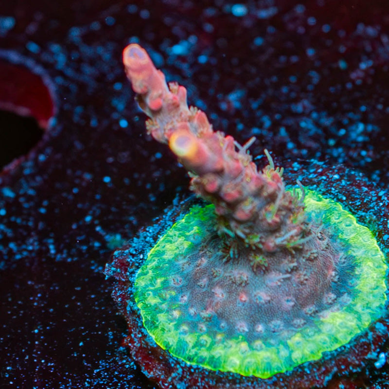 Purple Haze Acropora