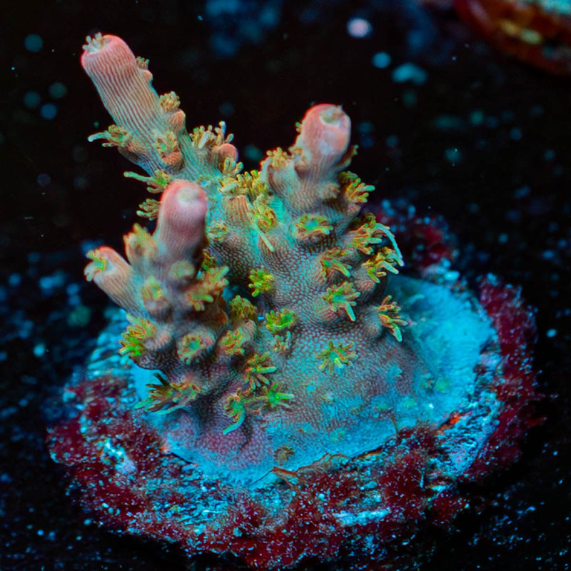 Buzz Lightyear Acropora