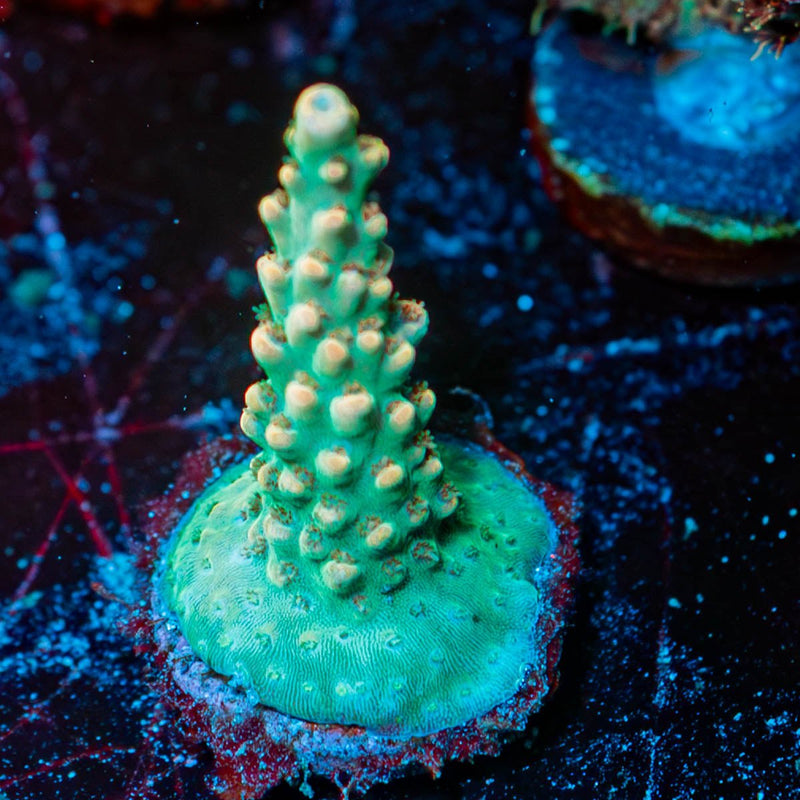Temporal Distortion Acropora