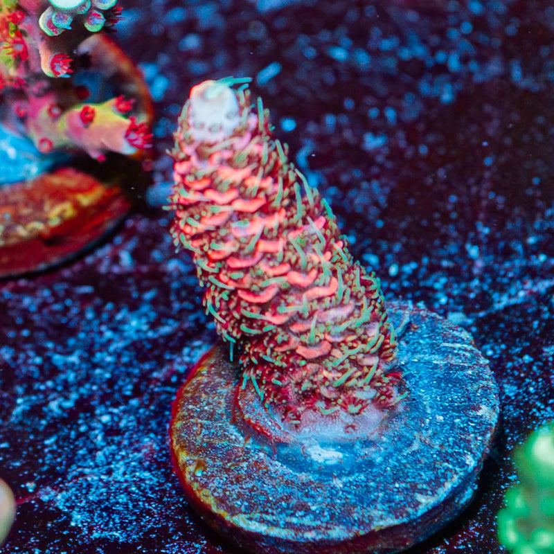 Tiger Blood Millepora