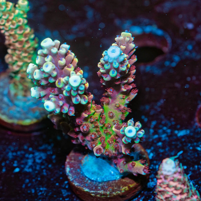 Pink Cadillac Acropora